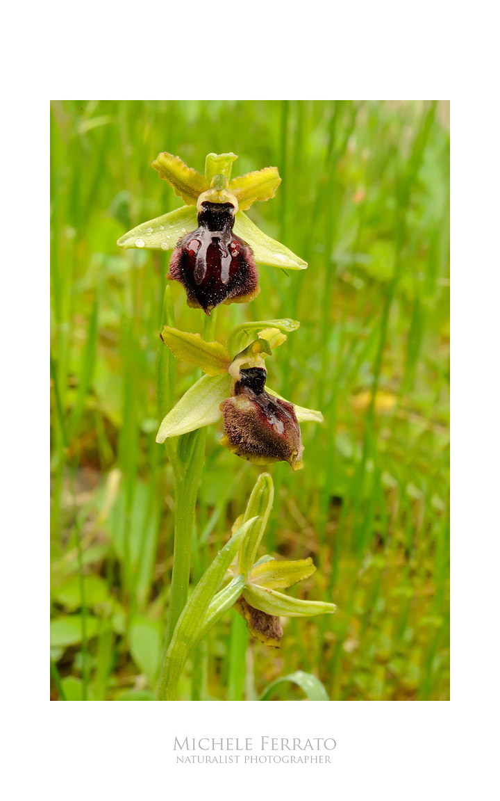 Ophrys sphegodes